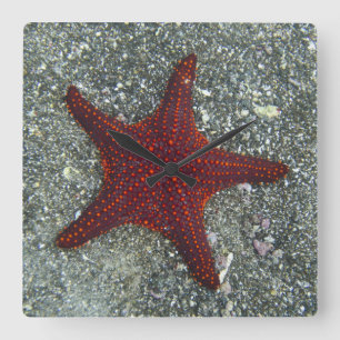 Horloge Carrée Une étoile de mer rouge   Galapagos, Equador