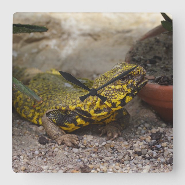 Horloge Carrée Uromastyx geyri (Recto)