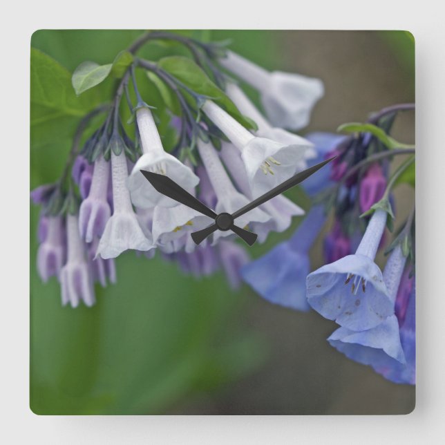 Horloge Carrée Virginia Bluebells Fleurs sauvages (Recto)