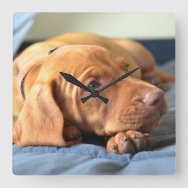 Horloge Carrée Vizslay Puppy Resting On Its Paw (Recto)