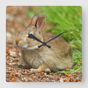 Horloge Carrée WA, Redmond, lapin de bébé de lapin oriental