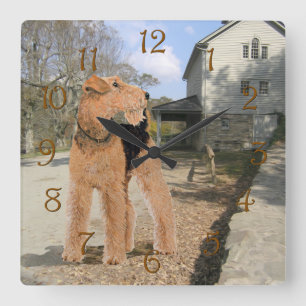 Horloge Carrée Welsh Terrier dans la cour de l'écurie