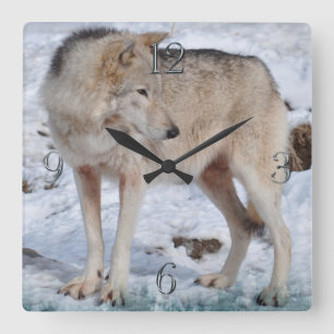 Horloge Carrée White Arctic Wolf and Snow Wildlife Art Clock