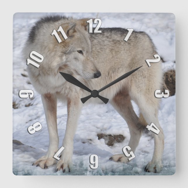 Horloge Carrée White Arctic Wolf and Snow Wildlife Art Clock (Recto)