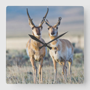 Horloge Carrée Wyoming, Comté de Sublette, Pronghorn