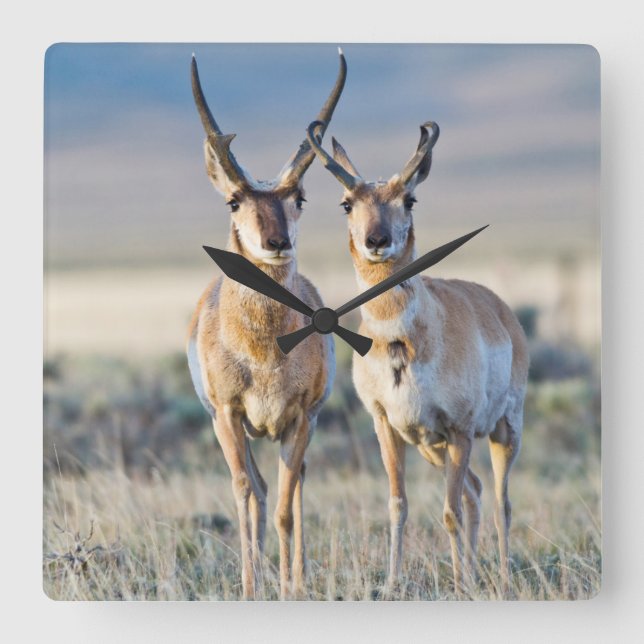 Horloge Carrée Wyoming, Comté de Sublette, Pronghorn (Recto)