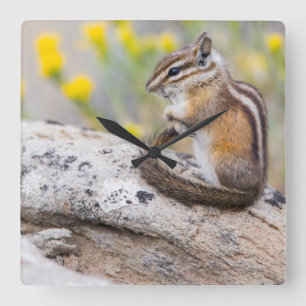 Horloge Carrée Wyoming, Sublette County, Least Chipmunk
