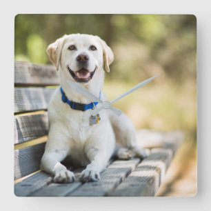 Horloge Carrée Yellow Labrador Lays On Bench