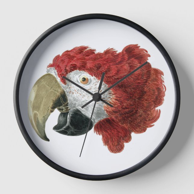 Horloge Chef d'une Macaw (1725-1792) Aert Schouman (Recto)