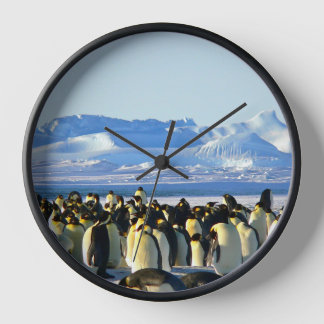 Horloge colonie de pingouins sur glace