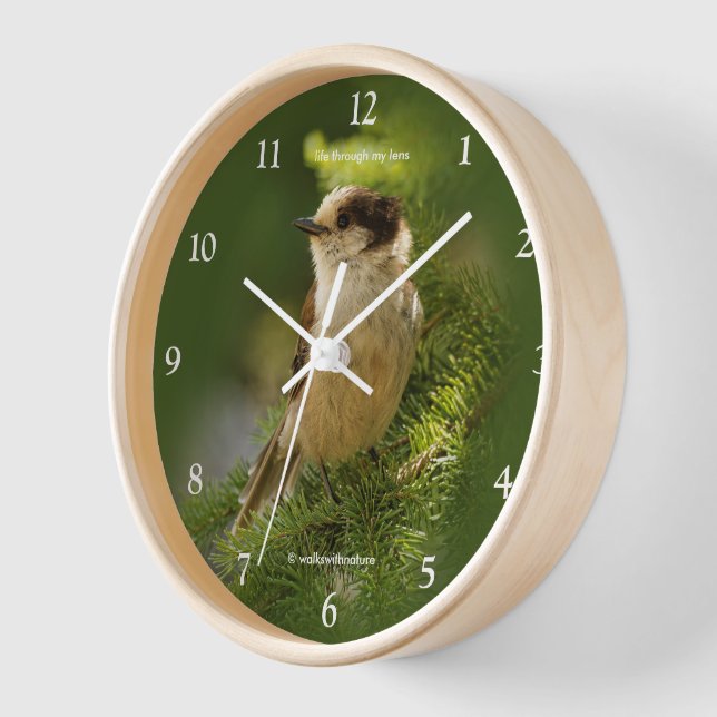 Horloge Cut Grey Jay Whiskeyjack Songbird in Fir Tree (Angle)