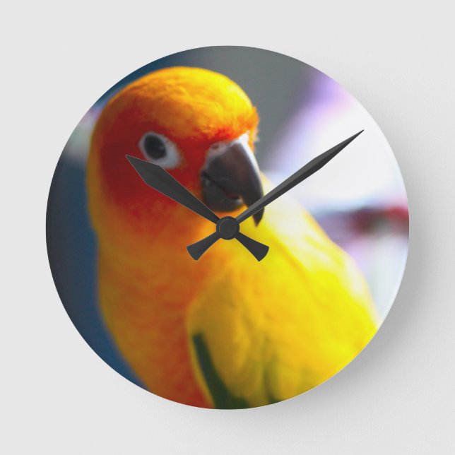 Horloge de Sun Conure (Recto)