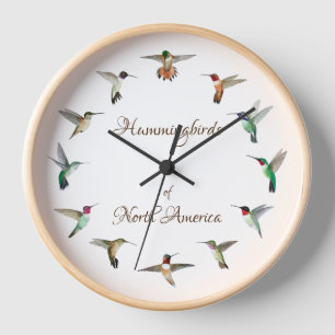 Horloge des colibris d'Amérique du Nord