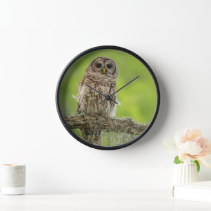 Horloge Hibou rayé sur branche d'arbre
