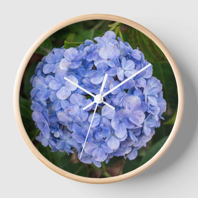 Horloge Hydrangea macrophylla (Recto)