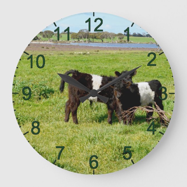 Horloge murale avec veaux Galloway à ceinture (Recto)