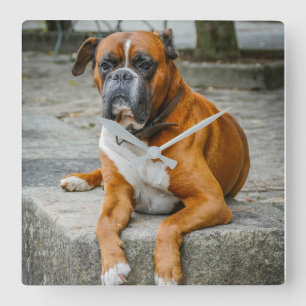 Horloge murale photo Boxer / Chien