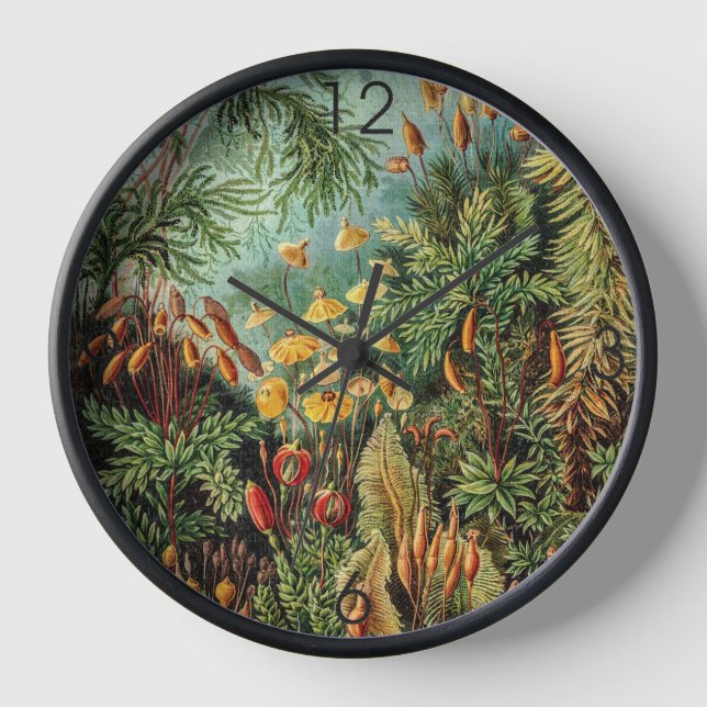 Horloge Muscinae de Plantes de la mousse par Ernst Haeckel (Recto)