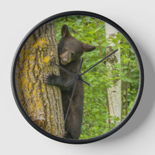 Horloge Ours noir jeune   Minnesota
