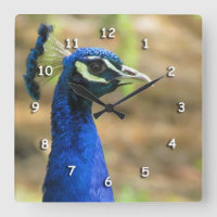 Horloge - Portrait Peacock