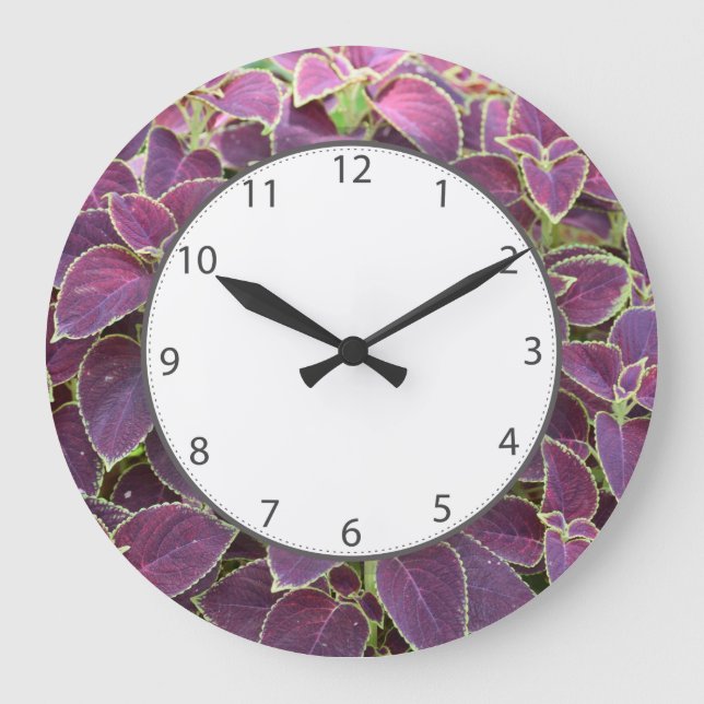 Horloge pourpre de jardin de coleus (Recto)
