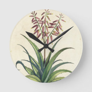 Horloge Ronde Aloès Vera vulgaris, de "Phytographia Curiosa", p