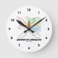 Anatomie D'Un Moustique (Entomologie)