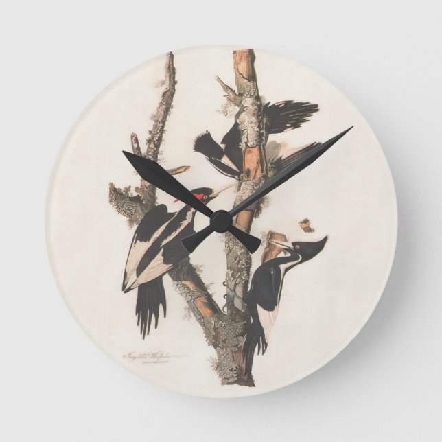 Horloge Ronde Audubon Ivory-Billed (Recto)