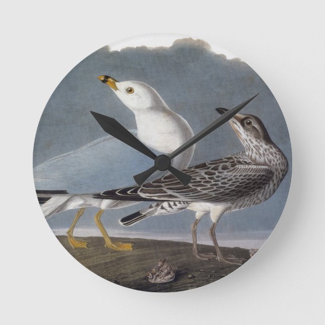 Horloge Ronde Audubon : Mouette Anneau-Affichée (Recto)