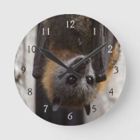 Bat australien