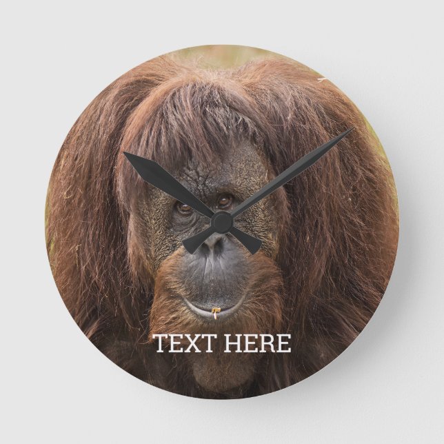 Horloge Ronde Belle photographie de Borneo Orangutan (Recto)