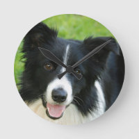 Bordure Collie Chien Ajouter un animal de compagni