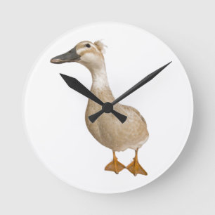 Horloge Ronde Canard crêté femelle, 3 années