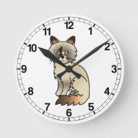 Chat Birman / Ragdoll au point tortie