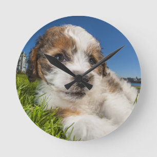 Horloge Ronde Chiot mignon (Shitzu)