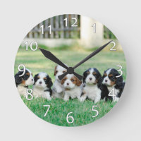 Chiots Cavalier King Charles Spaniel