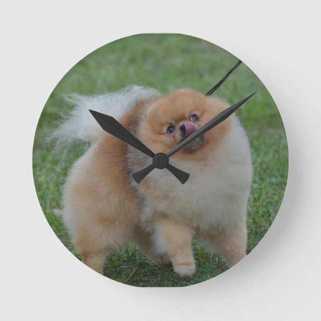Horloge Ronde Cute Pomeranian (Recto)
