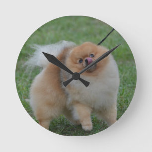 Horloge Ronde Cute Pomeranian