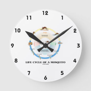 Horloge Ronde Cycle De Vie D'Un Moustique (Larva Pupa Imago)