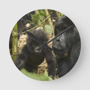 Horloge Ronde Gorille des montagnes, adulte avec jeune