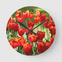 Grand champ de tulipes rouges