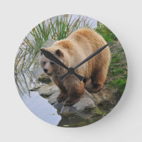 Grizzly Oear Wildlife Animal Photographie