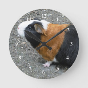 Horloge Ronde Guinée Pig Photo
