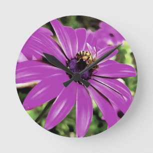 Horloge Ronde Honey Bee Sur Un Daisy Africain Violet