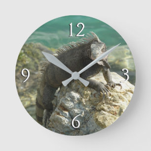 Horloge Ronde Iguane sur les rochers à St. Thomas