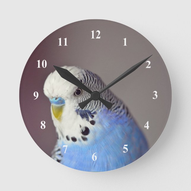 Horloge Ronde Jolie photo Blue Budgie (Recto)