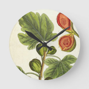 Horloge Ronde La Fig Tree, plate 125 from 'A Curious Herbal', p