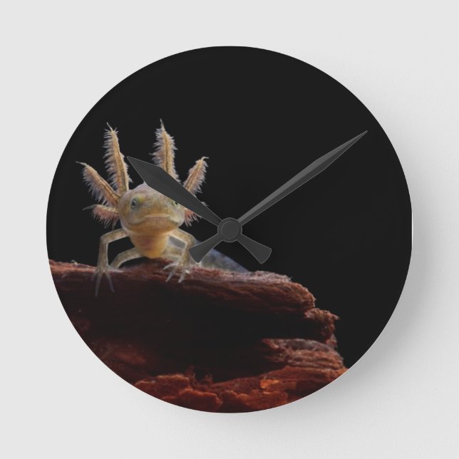 Horloge Ronde Larve crêté de triton (Recto)