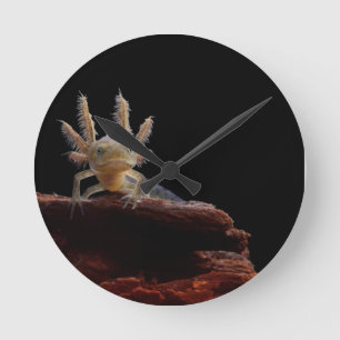 Horloge Ronde Larve crêté de triton