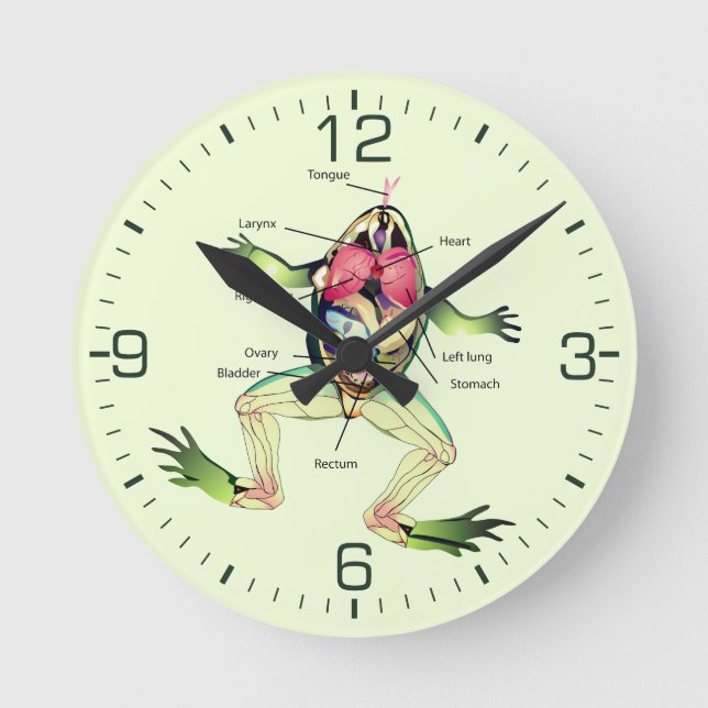 Horloge Ronde Le vert anatomique de la grenouille (Recto)